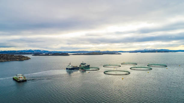 istock Salmon fish farm. Bergen, Norway. 927121656