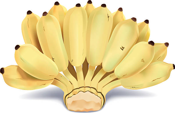 Asian Banana vector art illustration