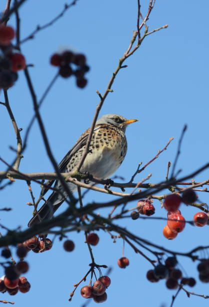 istock Fieldfare sits in crabapple tree on sunny winter day 927125212