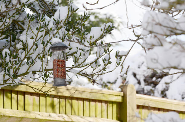istock Bird feeder filled with peanuts hangs in snowy garden 927125280