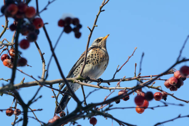 istock Fieldfare perching on branch of crabapple tree in bright sunlight 927125334