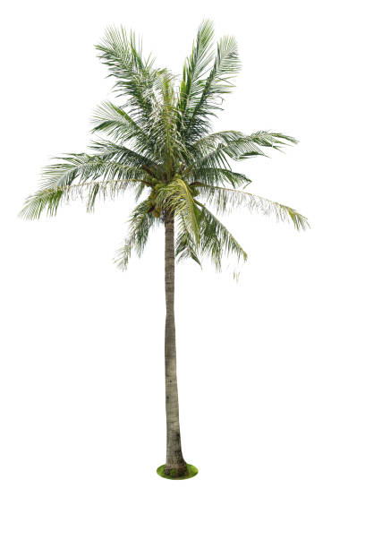 istock Green beautiful palm tree isolated on white background 927125680