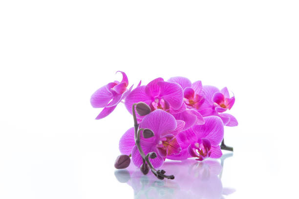 istock beautiful Phalaenopsis orchid flowers 927128458