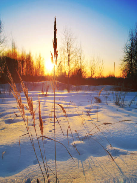 istock Dry grass against winter sunrise 927129326