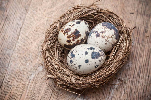istock quail eggs in nest top vieuw on wooden table background 927129332