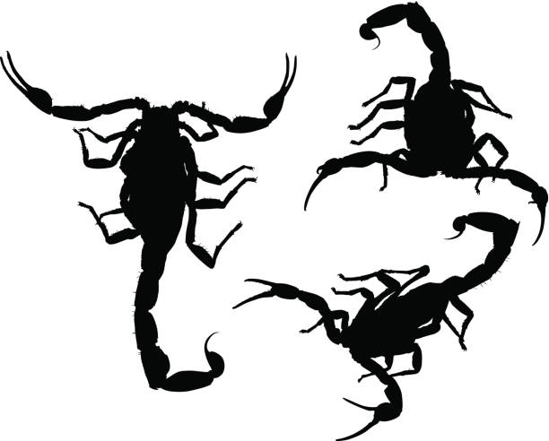 Skorpion-Silhouetten (Vektor – Vektorgrafik