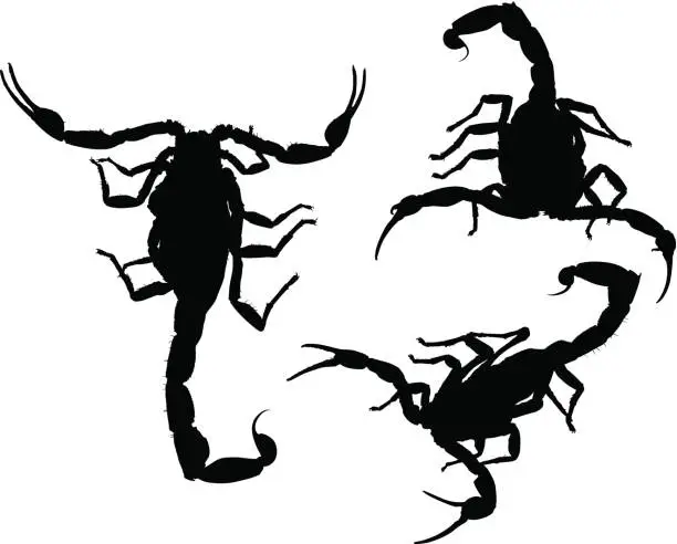 Vector illustration of Scorpion Silhouettes (Vector)