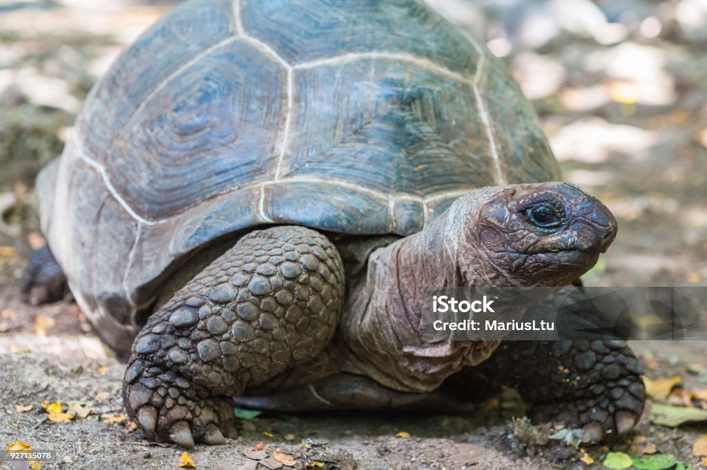 Tortue géante d’Aldabra. Île de la prison, Zanzibar, Tanzanie. - Photo de Afrique libre de droits