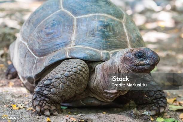 Photo libre de droit de Tortue Géante Daldabra Île De La Prison Zanzibar Tanzanie banque d'images et plus d'images libres de droit de Afrique