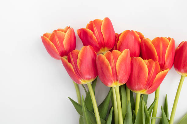 red orange tulips in white isolated background