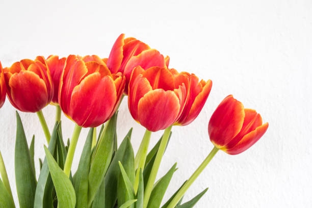 istock red orange tulips in white isolated background 927145074