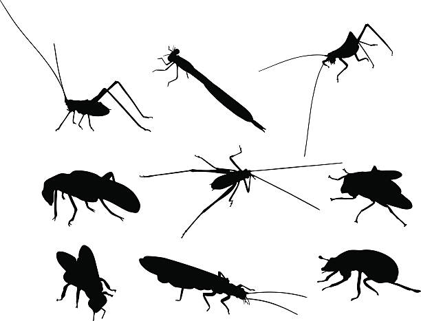 illustrations, cliparts, dessins animés et icônes de insecte des silhouettes - aile vestigiale