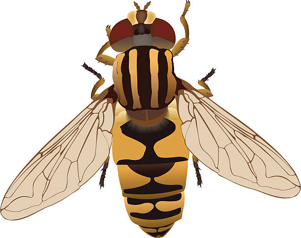 flower fly  hoverfly stock illustrations