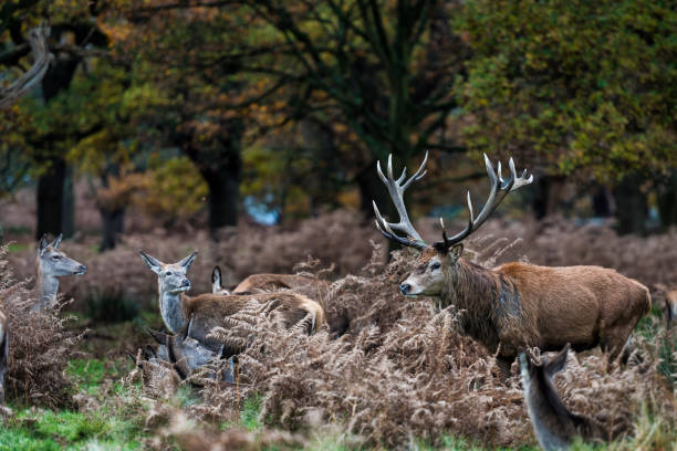 istock Red Deer in Richmond Park 927148242