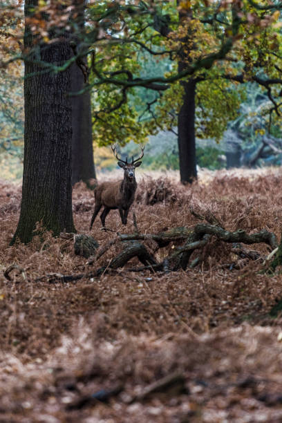 istock Red Deer in Richmond Park 927148850