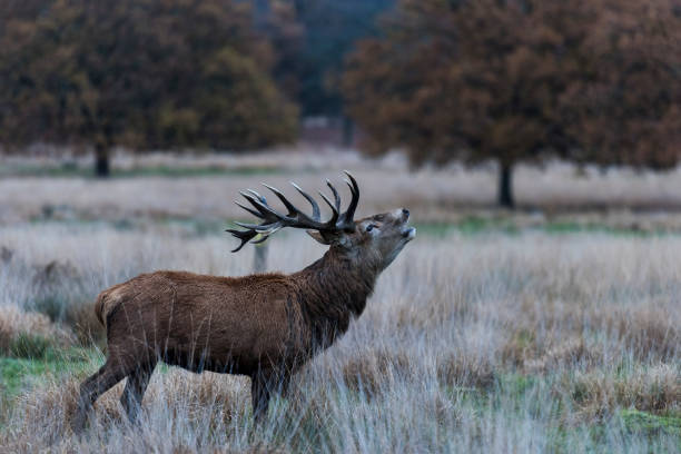 istock Red Deer in Richmond Park 927149424