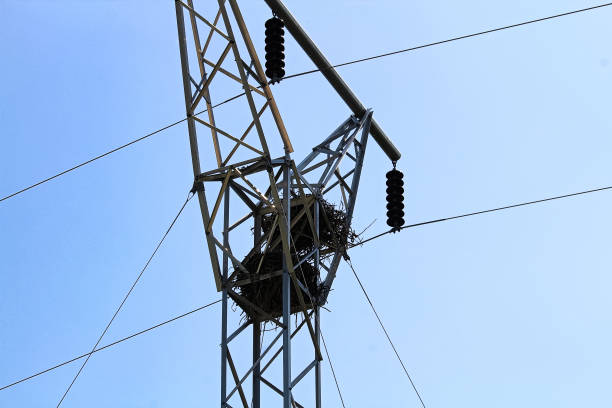 istock Two raven nests at the top of a power pole tower 927152084