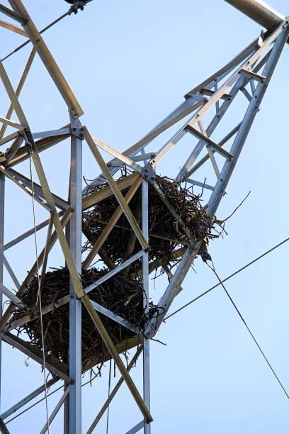 istock Two raven nests at the top of a power pole tower 927152162