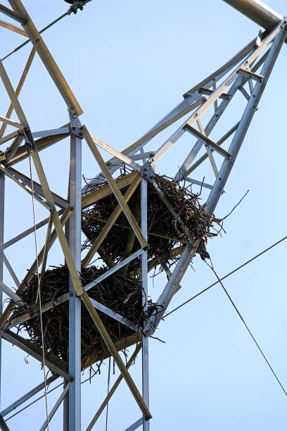 Two raven nests at the top of a power pole tower Two raven nests at the top of a power pole tower. crows nest stock pictures, royalty-free photos & images