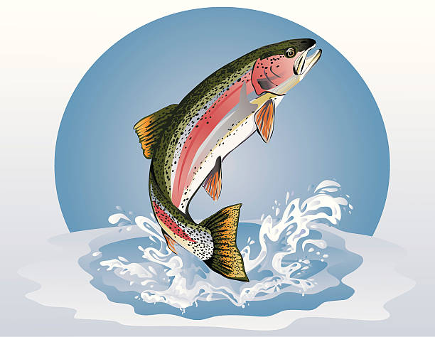 Jumping Trout (Rainbow) A rainbow trout jumping in the water.  Zip file contains an AI8 eps with no transparencies, an AICS & AICS2 eps with feathers & transparencies (looks much cooler!) and a Hi-res jpg.  File contains gradients! trout stock illustrations