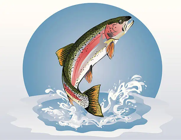 Vector illustration of Jumping Trout (Rainbow)