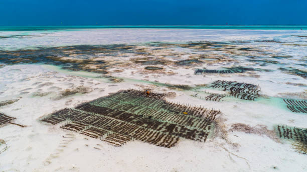 Sea weed plantation. Jambiani, Zanzibar, Tanzania. Sea weed plantation. Jambiani, Zanzibar, Tanzania. seaweed farming stock pictures, royalty-free photos & images