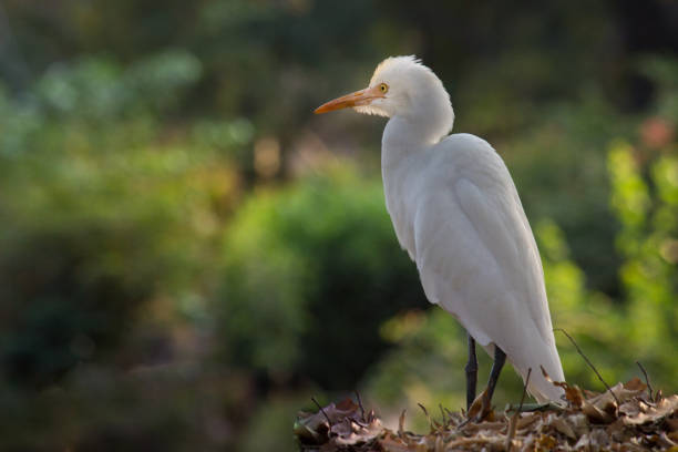 Egret An egret is any of several herons, most of which are white or buff, and several of which develop fine plumes during the breeding season. cattle egret photos stock pictures, royalty-free photos & images