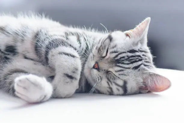 Photo of British short hair silver tabby cat sleeping