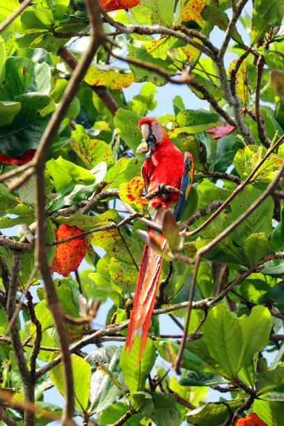 istock Scarlet Macaw Parrot (Ara macao) climbing in a tree, Paramillo National Park, Colombia 927158864
