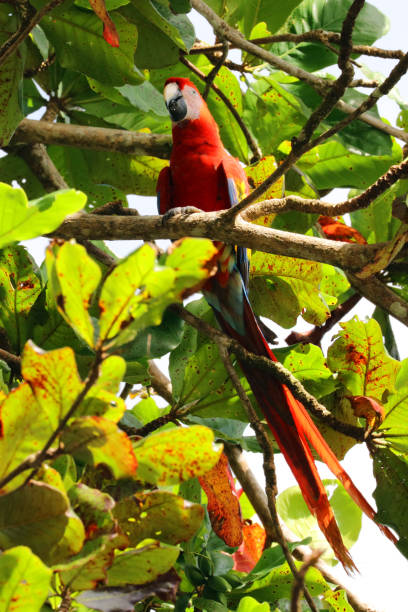 istock Scarlet Macaw Parrot (Ara macao) climbing in a tree, Paramillo National Park, Colombia 927158886