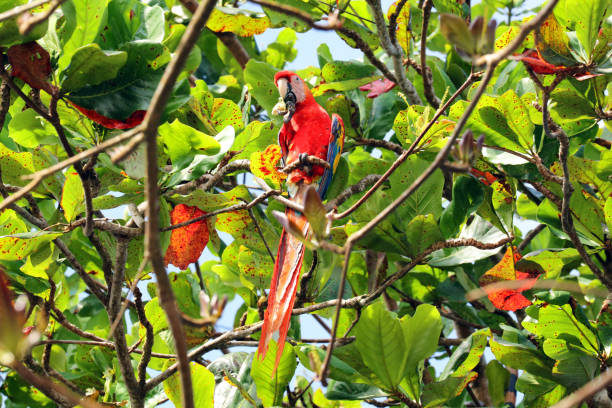 loro de guacamayo escarlata (ara macao) que sube en un árbol, el parque nacional paramillo, colombia - aviary fotografías e imágenes de stock