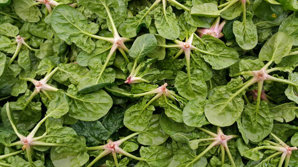 istock Fresh green spinach at the local market 927158914
