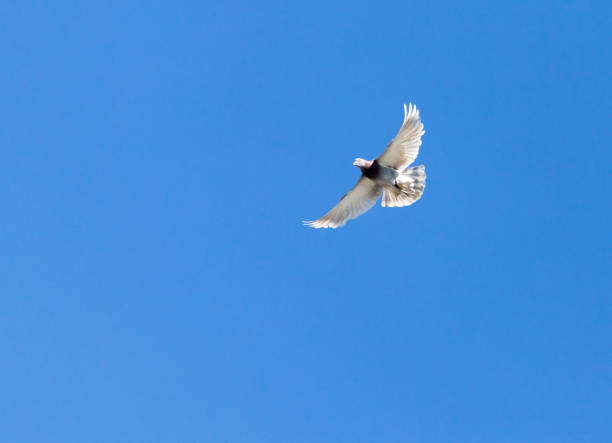 istock One pigeon in flight against a blue sky 927166008