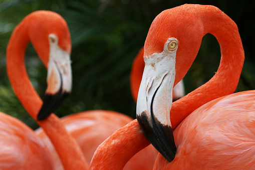 American flamingos (Phoenicopterus ruber) Clos-up Portrait, Great Inagua Island, The Bahamas.