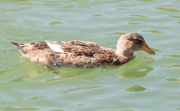 istock duck on the lake in the nature 927169496