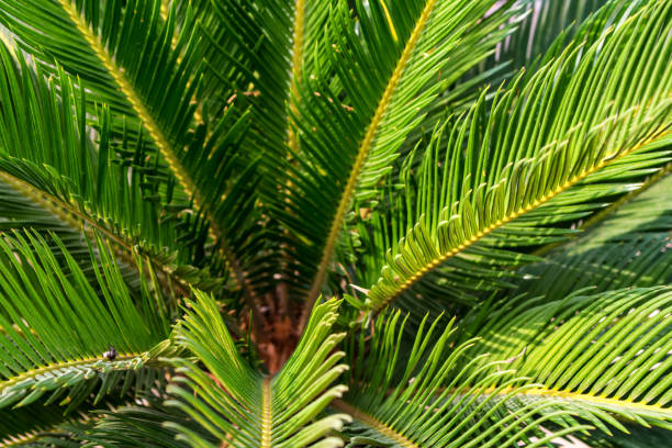 istock Mombasa cycad or Encephalartos hildebrandtii 927169790