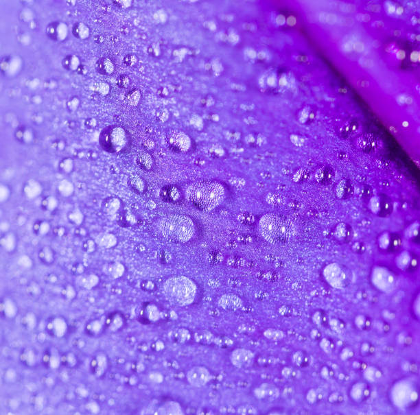 istock drops of water on a blue flower 927172940