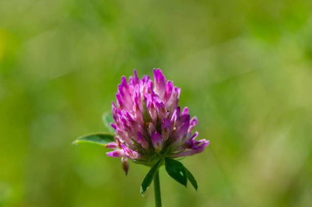 istock flower pink clover on blurred green background. 927172974