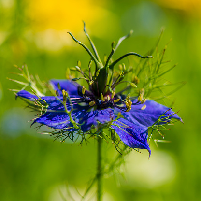Bluebell flower. Bokeh background and focus on the daisy to left,