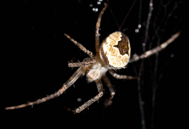 istock water droplets on a spider web with a spider on a black background 927173256