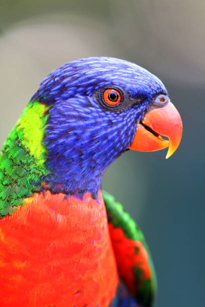 istock Rainbow lorikeet (Trichoglossus moluccanus) Close-up Portrait, Sydney, Australia 927173356