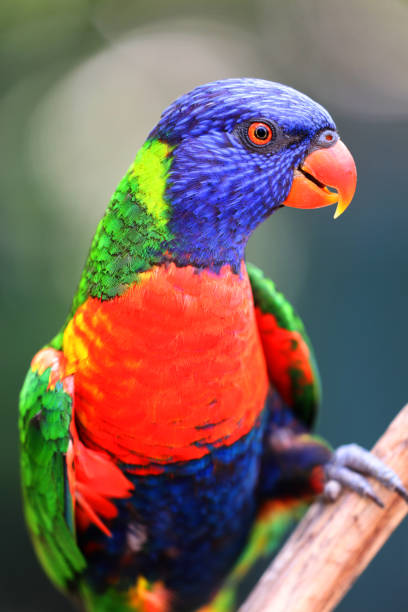 istock Rainbow lorikeet (Trichoglossus moluccanus) Close-up Portrait, Sydney, Australia 927173360