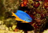 azure-riffbarsche-chrysiptera-hemicyanea-oder-salzwasser-aquarienfische.jpg?b=1&s=170x170&k=20&c=XJUQa4Aa8AwIoJpwllwapM_D21VE7TW1mEGwW6V3zDM=