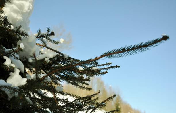 istock Karpaty  Ukraine Ski Winter 927175782