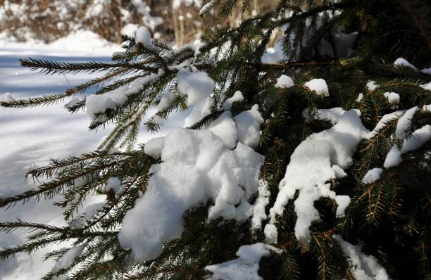 istock Karpaty  Ukraine Ski Winter 927175792