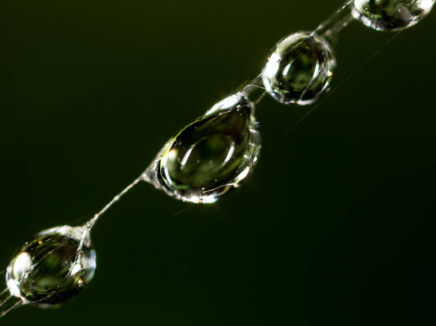 istock water droplets on a spider web on a black background 927177982