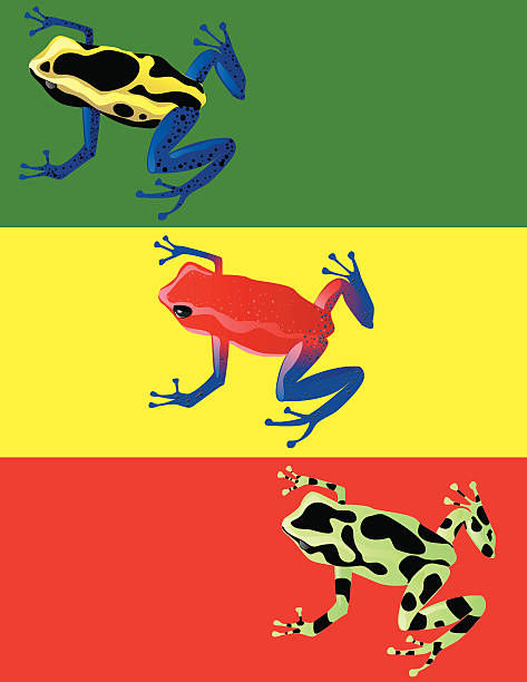 illustrazioni stock, clip art, cartoni animati e icone di tendenza di dart frogs - red frog
