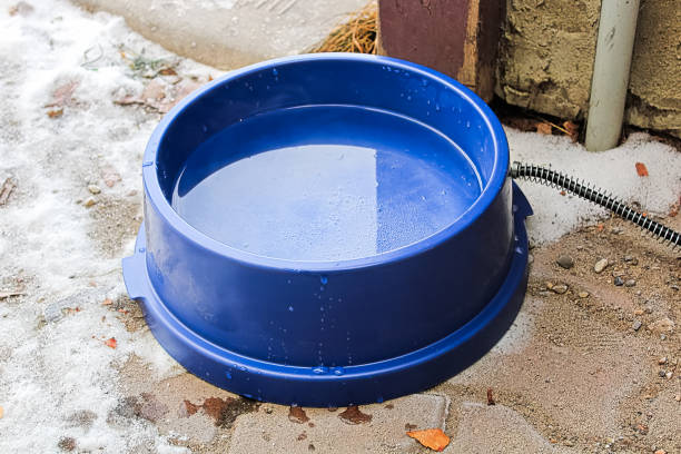 istock A heated dog bowl outside in winter 927181758