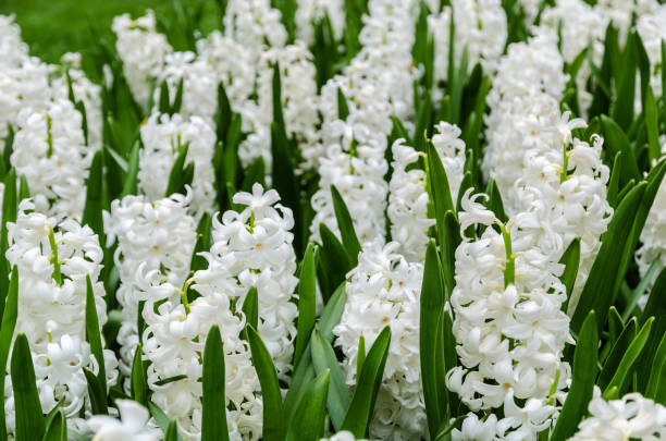 istock White Hyacinth flowers in a flowerbed, selective focus, 927184902