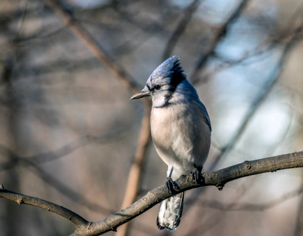 istock blue jay, Cyanocitta cristata 927188242